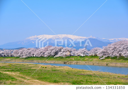 櫻花景白石河市市千本櫻 櫻花景白石河市市千本櫻 134331850