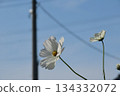 Electric poles and white cosmos 134332072