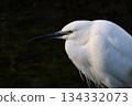An egret ducks its head and aims for prey 134332073