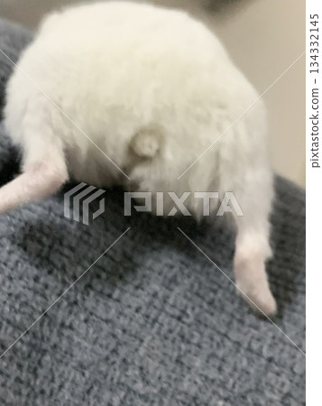 Hamket，倉鼠的屁股 134332145