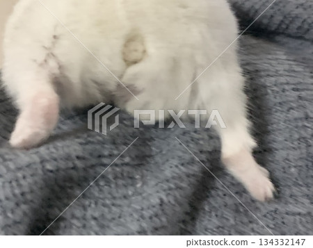 Hamket，倉鼠的屁股 134332147