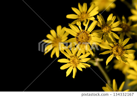 Autumn sunlight and yellow flowers of Japanese silverleaf 134332167