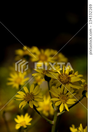 Autumn sunlight and yellow flowers of Japanese silverleaf 134332169