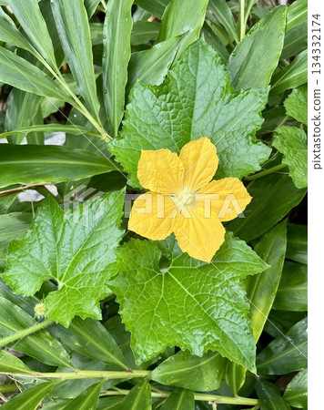 Yellow flower of zucchini on green leaves background in garden. Yellow flower of zucchini on green leaves background in garden. 134332174
