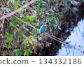 Kingfisher perched on a branch looking back 134332186