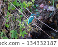 A kingfisher perched on a branch, hunting for food 134332187