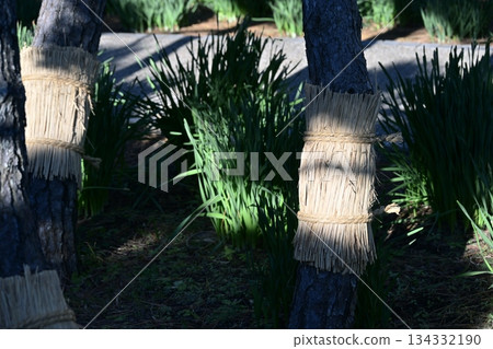 小卷松樹公園十二月材料 小卷松樹公園十二月材料 134332190