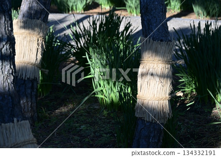 Komomaki Komomaki Pine tree Park December Material 134332191