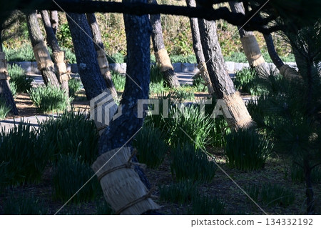 Komomaki Komomaki Pine tree Park December Material Komomaki Komomaki Pine tree Park December Material 134332192