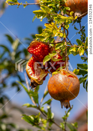 Ripe pomegranate fruit Ripe pomegranate fruit 134332346