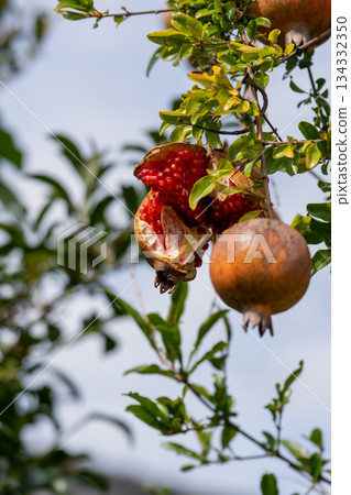 Ripe pomegranate fruit Ripe pomegranate fruit 134332350