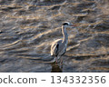 A grey heron standing on a stormy river 134332356