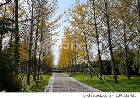 Gingko tree-lined road with yellow leaves Gingko tree-lined road with yellow leaves 134332425