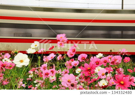 Swaying cosmos... The Ryomo Express connects downtown Asakusa and the Ryomo district 134332480
