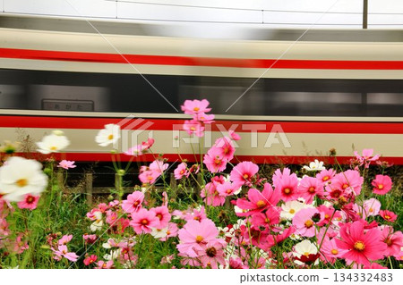 Swaying cosmos... The Ryomo Express connects downtown Asakusa and the Ryomo district 134332483