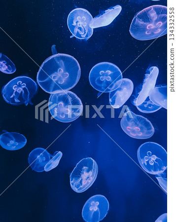 Glowing translucent jellyfish 134332558