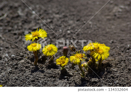 Tussilago farfara, commonly known as coltsfoot is a plant in the groundsel tribe in the daisy family Asteraceae. Flowers of a plant on a spring sunny day Tussilago farfara, commonly known as coltsfoot is a plant in the groundsel tribe in the daisy family Asteraceae. Flowers of a plant on a spring sunny day 134332604