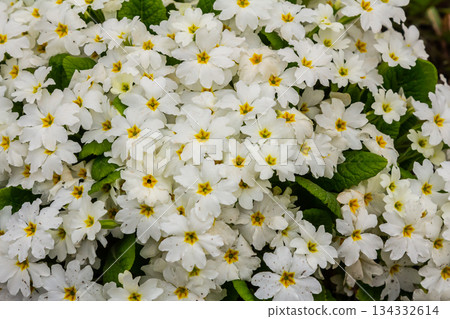 Spring flowers. Blooming primrose or primula flowers in a garden Spring flowers. Blooming primrose or primula flowers in a garden 134332614