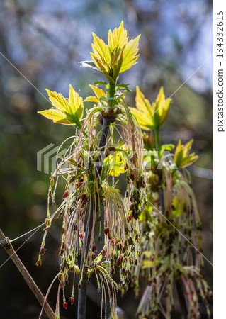 Bordo Negundo or ash-leaved maple, male flowers in clusters on slender pedicels and pistillate flowers on drooping racemes. Acer negundo is fast-growing, short-lived tree of the family Sapindaceae Bordo Negundo or ash-leaved maple, male flowers in clusters on slender pedicels and pistillate flowers on drooping racemes. Acer negundo is fast-growing, short-lived tree of the family Sapindaceae 134332615