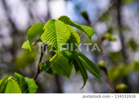 Close-up shot of the samara samarae of the Wych or Scots elm Ulmus glabra on the branches among green leaves in early spring 134332616