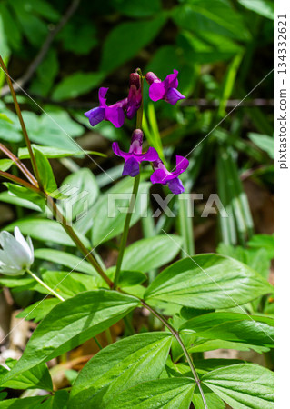 Lathyrus vernus in bloom, early spring vechling flower with blosoom and green leaves growing in forest, macro Lathyrus vernus in bloom, early spring vechling flower with blosoom and green leaves growing in forest, macro 134332621