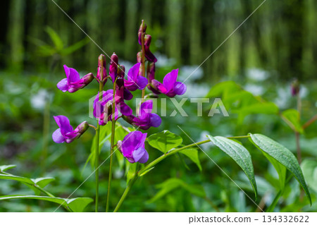Flowers of spring vetchling Lathyrus vernus plant in wild nature. May Flowers of spring vetchling Lathyrus vernus plant in wild nature. May 134332622