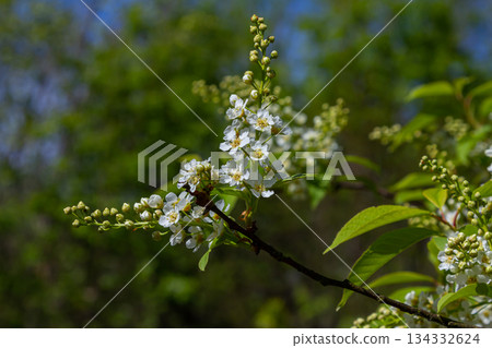 Selective focus photo. Bird cherry tree , Prunus padus blooming 134332624