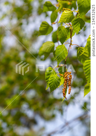 A birch branch with green leaves and earrings. Allergies due to spring blooms and pollen A birch branch with green leaves and earrings. Allergies due to spring blooms and pollen 134332625