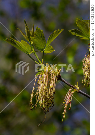 The ash-leaved maple Acer negundo flowers in early spring, sunny day and natural environment, blurred background 134332626