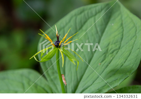 Paris quadrifolia in bloom. It is commonly known as herb Paris or true lover's knot Paris quadrifolia in bloom. It is commonly known as herb Paris or true lover's knot 134332631