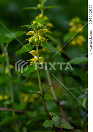 Yellow archangel plant Lamium galeobdolon with flowers and green leaves with white stripes, growing in a forest Yellow archangel plant Lamium galeobdolon with flowers and green leaves with white stripes, growing in a forest 134332632