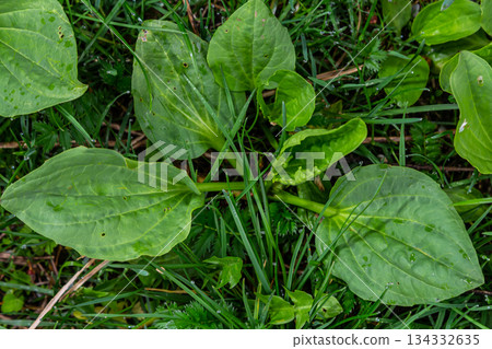 Greater Plantain, Waybread Plantago major tree and Thailand herb has medicinal properties in Common Plantain 134332635