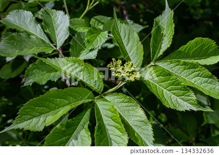 Flower buds and flowers of the Black Elder in spring, Sambucus nigra 134332636