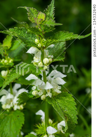 The blossoming dead nettle in sunny day a close up. Lamium album. Lamiaceae Family The blossoming dead nettle in sunny day a close up. Lamium album. Lamiaceae Family 134332640