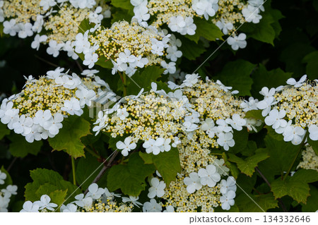 Viburnum flower in bloom. Beautiful macro shot of white flower clusters of ornamental plant Viburnum flower in bloom. Beautiful macro shot of white flower clusters of ornamental plant 134332646