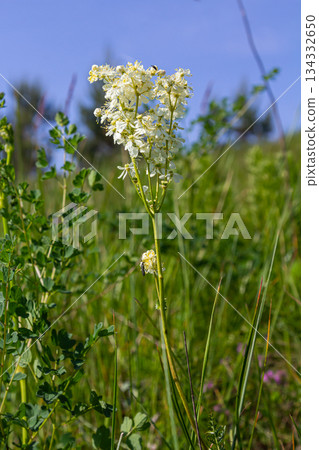 Filipendula vulgaris blooming in early summer in a pasture. Commonly known as dropwort or fern-leaf dropwort, is a perennial herbaceous plant in the family Rosaceae Filipendula vulgaris blooming in early summer in a pasture. Commonly known as dropwort or fern-leaf dropwort, is a perennial herbaceous plant in the family Rosaceae 134332650
