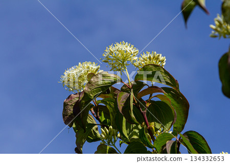 Cornus sanguinea red dog plant with flower and full leaf. Cornus drummondii, with tiny white flowers. Flowering shrub of Cornus controversy in the spring garden Cornus sanguinea red dog plant with flower and full leaf. Cornus drummondii, with tiny white flowers. Flowering shrub of Cornus controversy in the spring garden 134332653