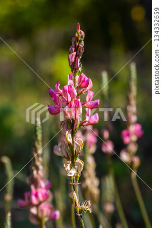 Onobrychis arenaria. Hungarian Sainfoin. Pink and green floral background. Delicate pink flowers in a sunny meadow Onobrychis arenaria. Hungarian Sainfoin. Pink and green floral background. Delicate pink flowers in a sunny meadow 134332659