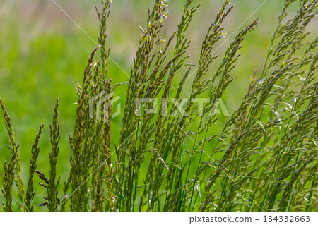 Poa trivialis rough bluegrass, rough-stalked meadow-grass or rough meadow-grass, is perennial plant regarded in US as ornamental plant. It is part of grass family Poa trivialis rough bluegrass, rough-stalked meadow-grass or rough meadow-grass, is perennial plant regarded in US as ornamental plant. It is part of grass family 134332663