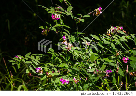 Lathyrus niger grows in the wild nature of the forest in spring Lathyrus niger grows in the wild nature of the forest in spring 134332664