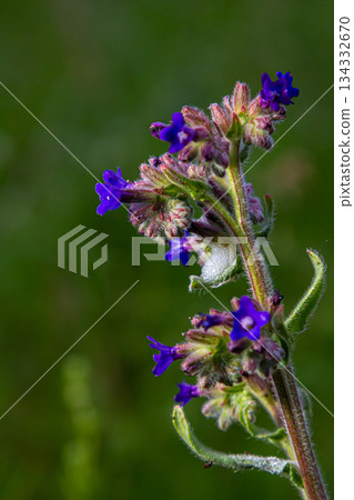 Anchusa officinalis, commonly known as the common bugloss or alkanet with green background Anchusa officinalis, commonly known as the common bugloss or alkanet with green background 134332670