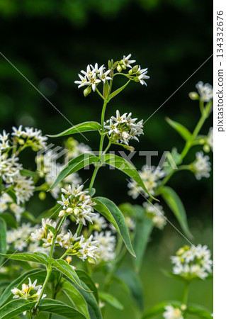 Vincetoxicum hirundinaria. Close up of white swallow wort.Vincetoxicum in the family Apocynaceae Vincetoxicum hirundinaria. Close up of white swallow wort.Vincetoxicum in the family Apocynaceae 134332676