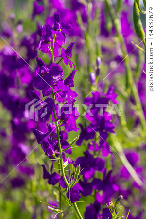 Consolida orientalis. Eastern Larkspur. Bright purple flowers on a green meadow 134332679
