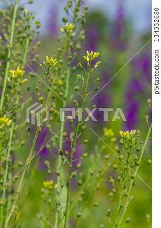 Camelina microcarpa, Brassicaceae. Wild plant shot in spring Camelina microcarpa, Brassicaceae. Wild plant shot in spring 134332680