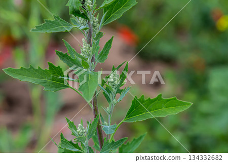 Chenopodium album, edible plant, common names include lamb's quarters, melde, goosefoot, white goosefoot, wild spinach, bathua and fat-hen Chenopodium album, edible plant, common names include lamb's quarters, melde, goosefoot, white goosefoot, wild spinach, bathua and fat-hen 134332682