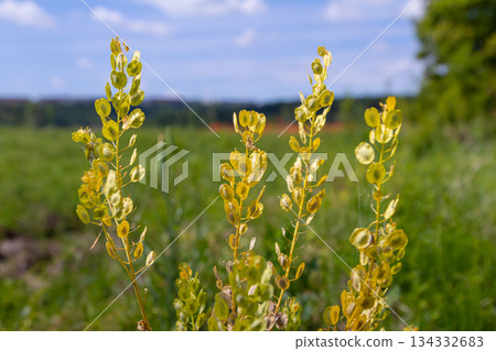 In nature, Thlaspi arvense grows among wild grasses In nature, Thlaspi arvense grows among wild grasses 134332683