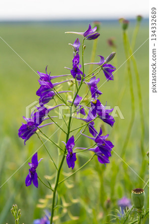 macro flowers of purple field delphinium, consolida, beautiful flowers, botany macro flowers of purple field delphinium, consolida, beautiful flowers, botany 134332689