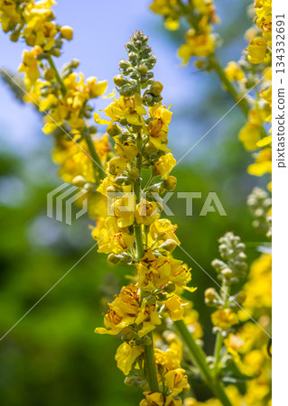 Common mullein - pale yellow flowers of verbascum nigrum plant, used as herb and medicine - growing in the medicinal garden Common mullein - pale yellow flowers of verbascum nigrum plant, used as herb and medicine - growing in the medicinal garden 134332691