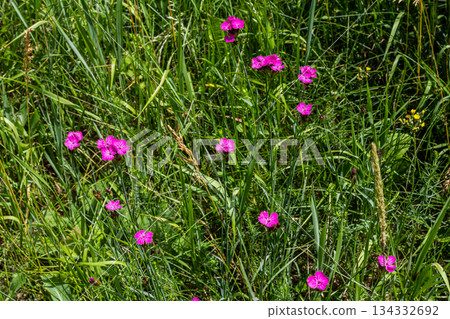 Dianthus carthusianorum, commonly known as Carthusian pink, is a species of the Caryophyllacea family - a wild flower of Europe Dianthus carthusianorum, commonly known as Carthusian pink, is a species of the Caryophyllacea family - a wild flower of Europe 134332692