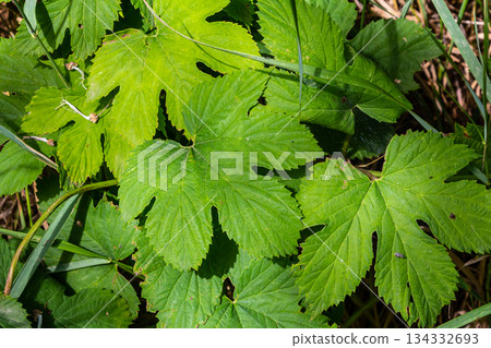 hop leaves. Humulus. green leaves of a climbing plant. natural autumn background, leaves close up. light, bright hop leaves. hop leaves. Humulus. green leaves of a climbing plant. natural autumn background, leaves close up. light, bright hop leaves. 134332693